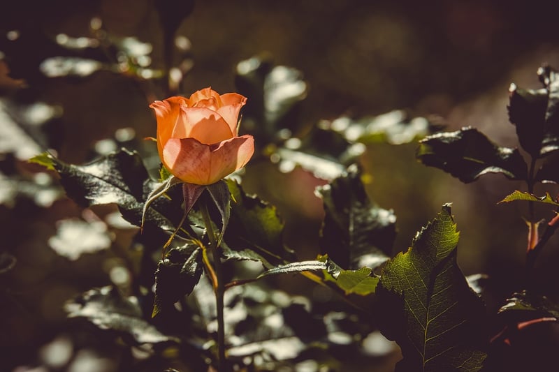 Flower Deadheading