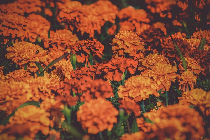 Organic Gardening Basics