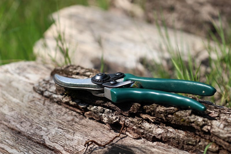 Rejuvenation Pruning