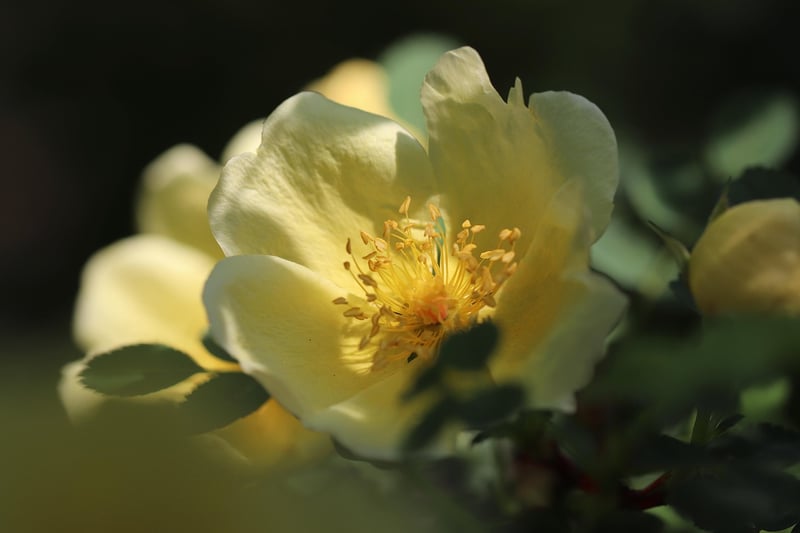 Rose Plant