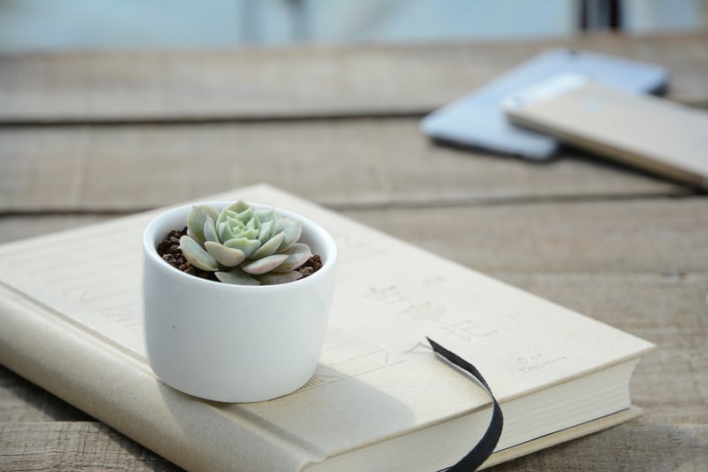 Summer Succulents