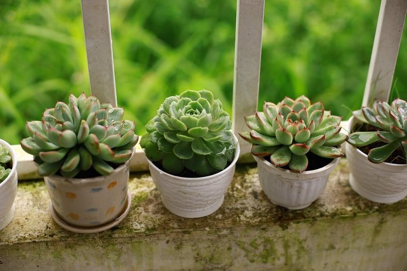 Succulent Wall Art