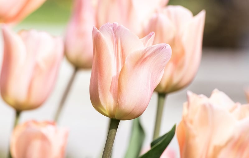 Spring Flowers